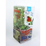 9GreenBox - Venus Fly Trap w/ Gift Box Packing Large 3 Pot CARNIVOROUS DIONAEA