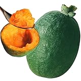 国華園 お買得 フェイジョア３種３株セット 挿木2年生10.5cmポット苗