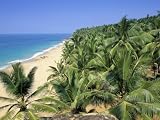 Beach and Coconut Palms, Kovalam Beach, Kerala State, India Stretched Canvas Poster Print