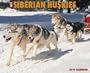 Just Siberian Huskies Calendar