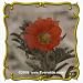1 Oz Scarlet Globe Mallow (Sphaeralcea coccinea) Bulk Wildflower Seeds