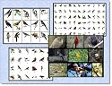 Vitalfinds Bird Clip Art & Stock Photo Image CD