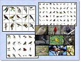 Vitalfinds Bird Clip Art & Stock Photo Image CD
