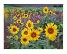 Morning fields Scenic Photographic Poster Print by Gina Signore, 10x8 Image