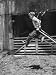 51W0O7BZMaL. SL75  Poweriser Jumping Stilt Advanced 198 266 lbs