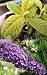 Evil Ways Butterfly Bush - Buddleia