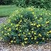 image 3 - ST JOHNS WART BLUE VELVET 3 gallon Potted
