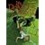 Les Démons d'Alexia, Tome 3 : Yorthopia