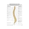 Anatomie Poster - Anatomisches Mini-poster Wirbels�ule nach Dorn 34 x 24 cm