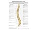 Anatomie Poster - Anatomisches Mini-poster Wirbels�ule nach Dorn 34 x 24 cm L=0: my-fan-page.de