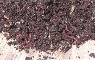 Earthworms