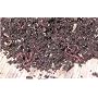 Red Wigglers Composting Worms
