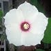 HARDY SWAMP HIBISCUS MOSCHEUTOS white 20 seeds