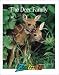 The Deer Family