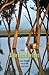 All the Trees of the Forest: Israel's Woodlands from the Bible to the Present (Yale Agrarian Studies (Hardcover))