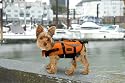 Designer Pet Saver Life Jacket, X-Small (Colors Vary)