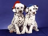 Pet Star Interfaith Cards - Dalmatians
