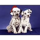 Pet Star Interfaith Cards - Dalmatians by  Pet Star Photography