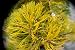 Golden Mugo Pine 4 - Year Graft Golden Mugo Pine 4 - Year Graft