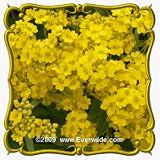 1 Lb Basket Of Gold (Alyssum saxatile) Bulk Wildflower Seeds