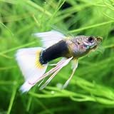 ���i�̏ڍ�