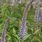Review Crocus  / Veronicastrum virginicum f. roseum