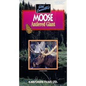 Moose: Antlered Giant - Wild Encounters [VHS]