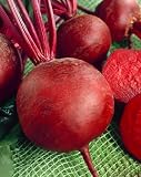 Detroit Dark Red Beet Seeds - Beta Vulgaris - 1 Grams - Approx 100 Gardening Seeds - Vegetable Garden Seed