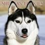 Siberian Huskies 2004 Calendar