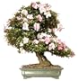 Brussel's Satsuki Azalea Specimen Bonsai