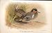 American Green Winged Teal By Thorburn Birds 1855-97