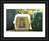 Framed Print of CAT - Tabby Kitten in cat basket from Ardea