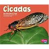 Cicadas (Bugs Bugs Bugs)