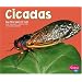 Cicadas (Pebble Plus; Bugs, Bugs, Bugs)
