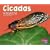 Cicadas (Pebble Plus; Bugs, Bugs, Bugs)