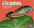 Cicadas (Pebble Plus; Bugs, Bugs, Bugs)