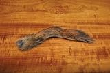Pine Squirrel Tail