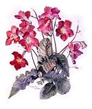 Streptocarpus, c.1985 (w/c on paper) by.. - Art Print - Medium - 28x35cm
