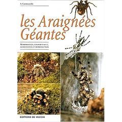 Les araign�es g�antes