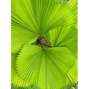 Green Fan Fern Palm Leaves - 24"H x 18"W - Peel and Stick Wall Decal by Wallmonkeys