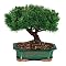Outdoor Bonsai
