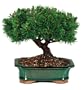 Brussel's Mugo Pine Outdoor Bonsai Tree