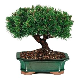 Brussel's Mugo Pine Outdoor Bonsai Tree