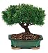 Brussel's Mugo Pine Outdoor Bonsai Tree