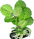 Elephant Leaf Betta Plant - Great For Betta Fish and Use With Blue Spotted Betta Leaf Pad & Betta Log