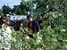 Anne-Marie Powell, Gardening Television Presenter, at Chelsea Flower Show 1999 Photog...