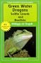 Green Water Dragons, Sailfin Lizards and Basilisks