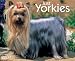 Just Yorkies 2007 Calendar (Just)