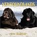 Book Newfoundlands 2004 Calendar