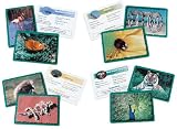 Learning Resources Classifying Cards Bundle (LER2918)